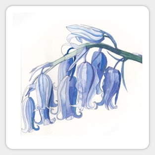 Bluebells watercolour painting Sticker